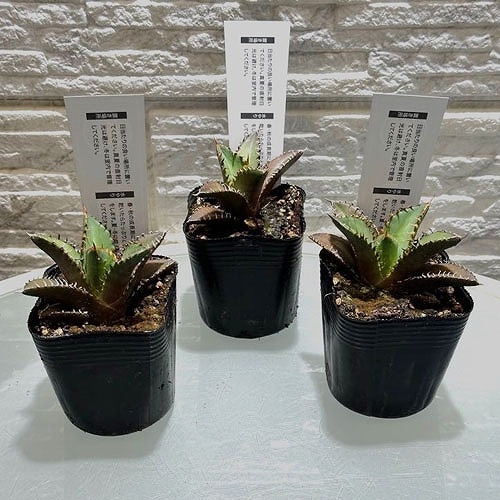 楽天市場】アガベ チタノタ レッドキャットウィーズル(レッドキャット