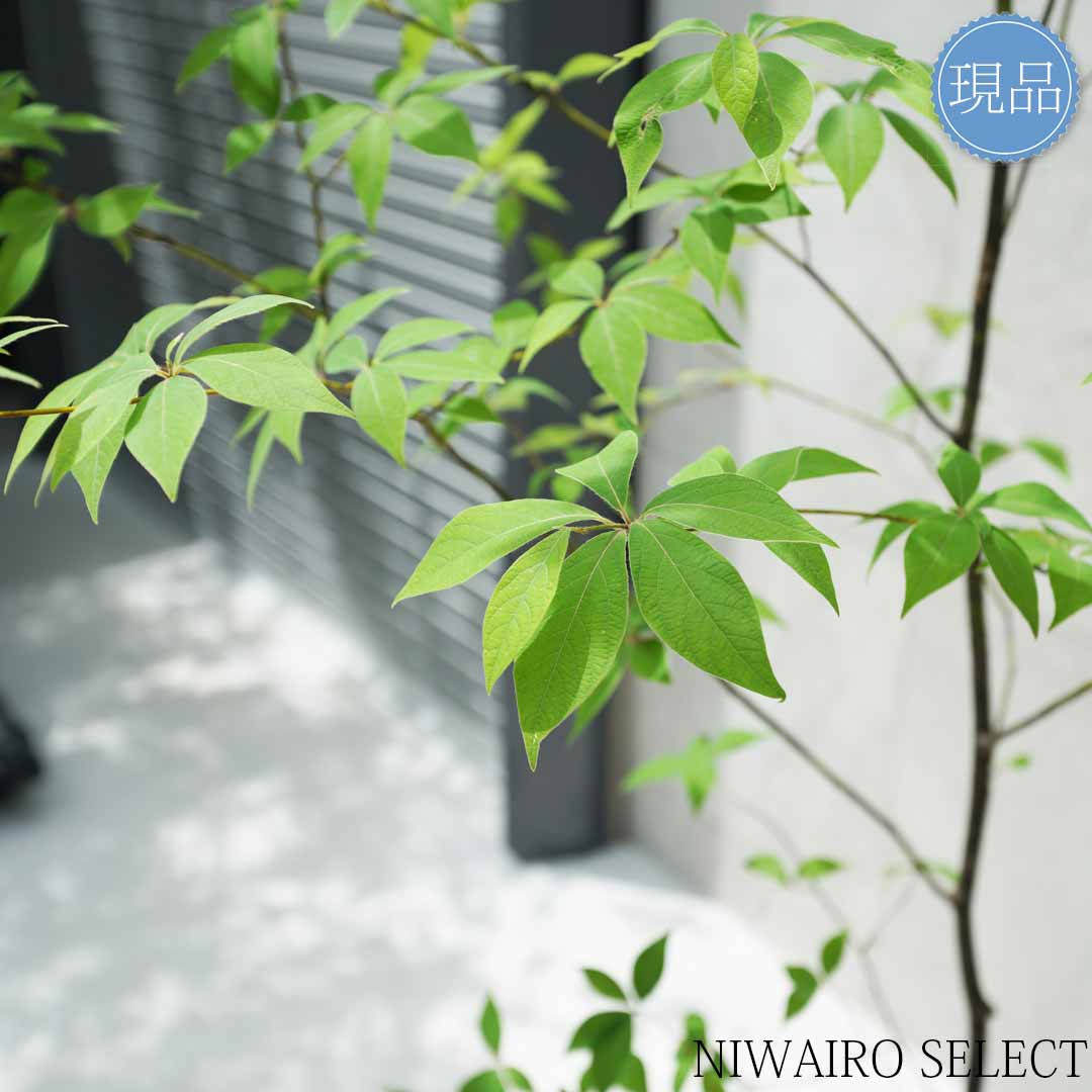 楽天市場】【現品】山採り【クロモジ】黒文字 株立ち 自然風樹形 樹高H