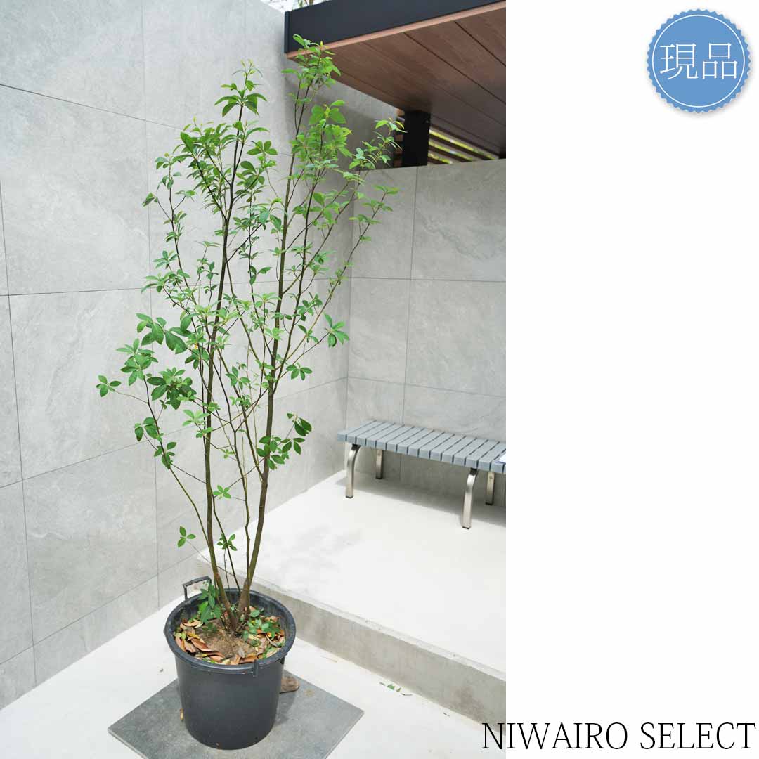 楽天市場】【現品】【クロモジ】黒文字 株立ち 自然風樹形 樹高H≒180