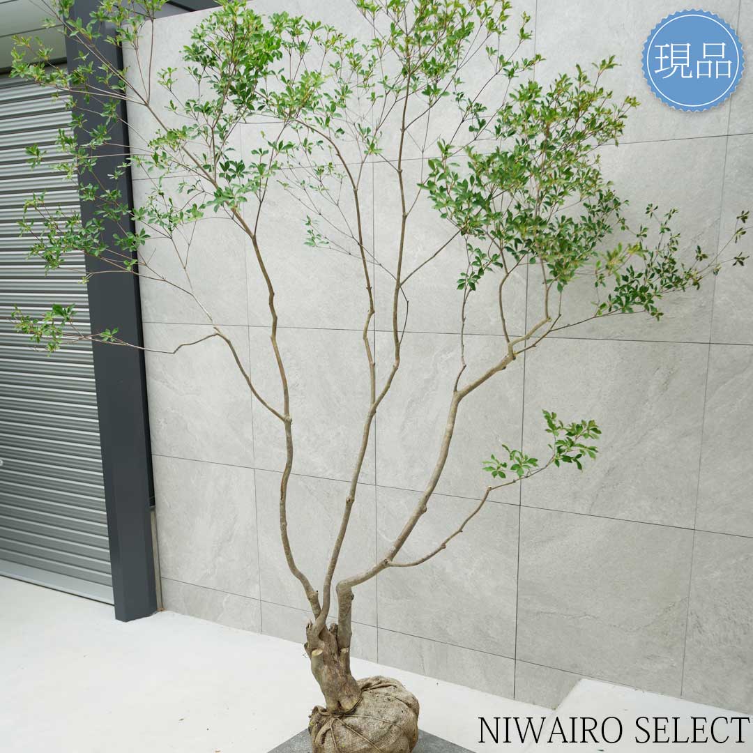 楽天市場】【現品】山採り【大型ドウダンツツジ】灯台躑躅 本株立ち