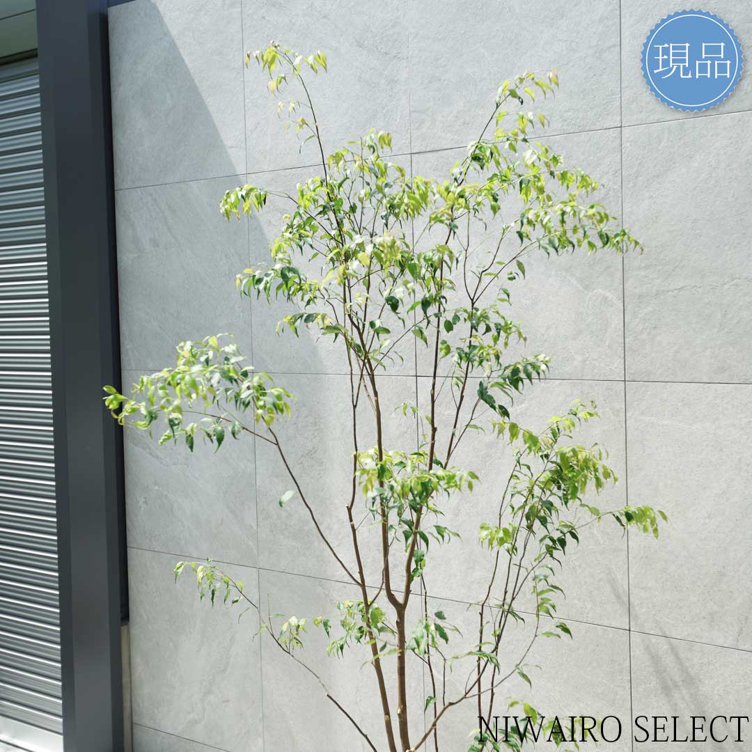 楽天市場】【現品】山採り【ハイノキ】株立ち 自然風樹形 樹高H≒190