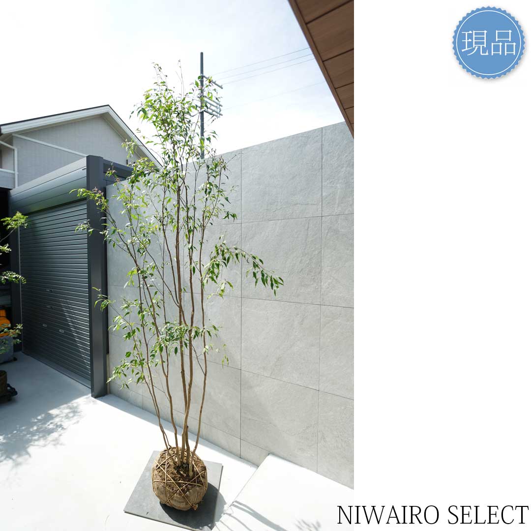 楽天市場】【現品】山採り【ハイノキ】株立ち 自然風樹形 樹高H≒285