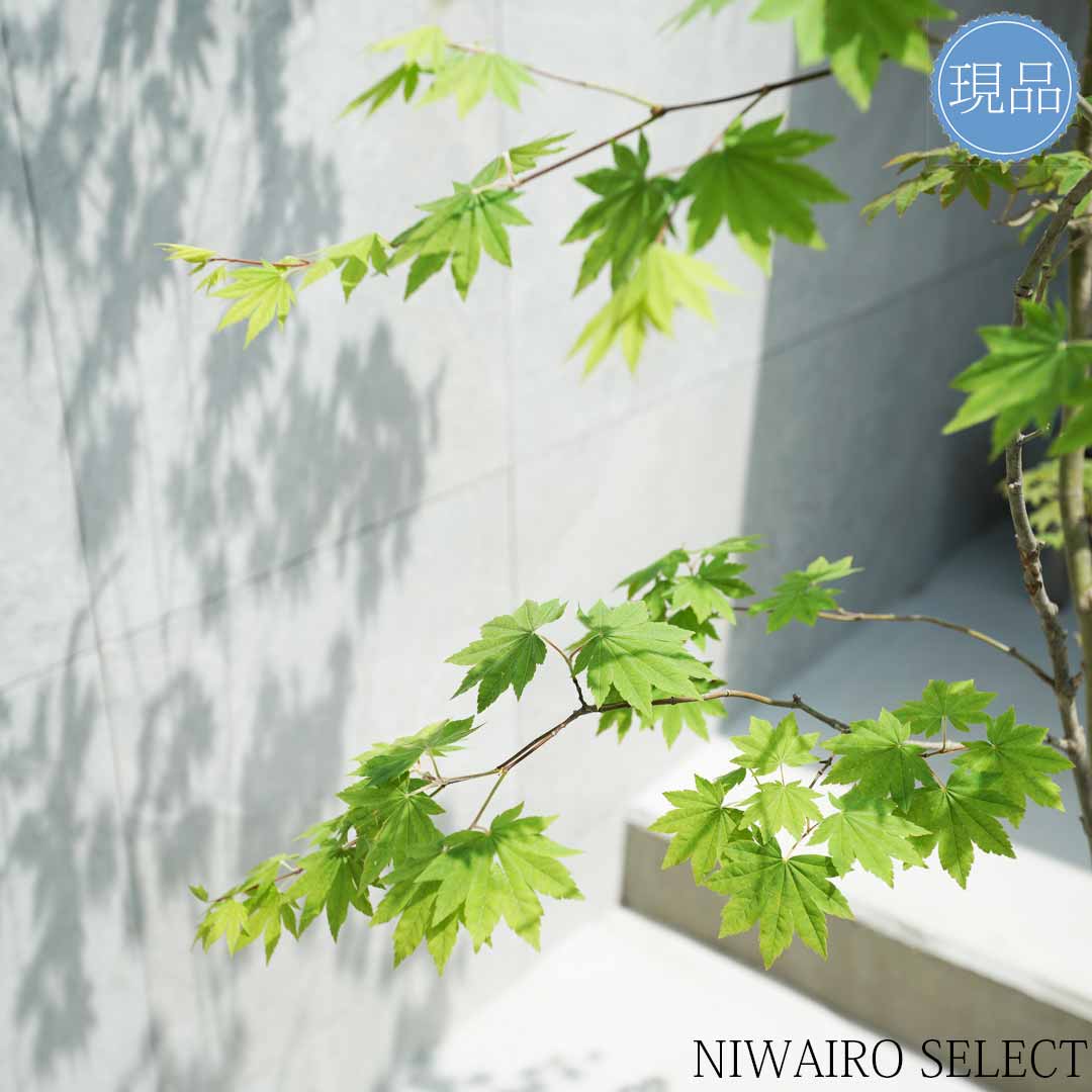 楽天市場】【現品】山採り【コハウチワカエデ】小羽団扇楓 株立ち 自然
