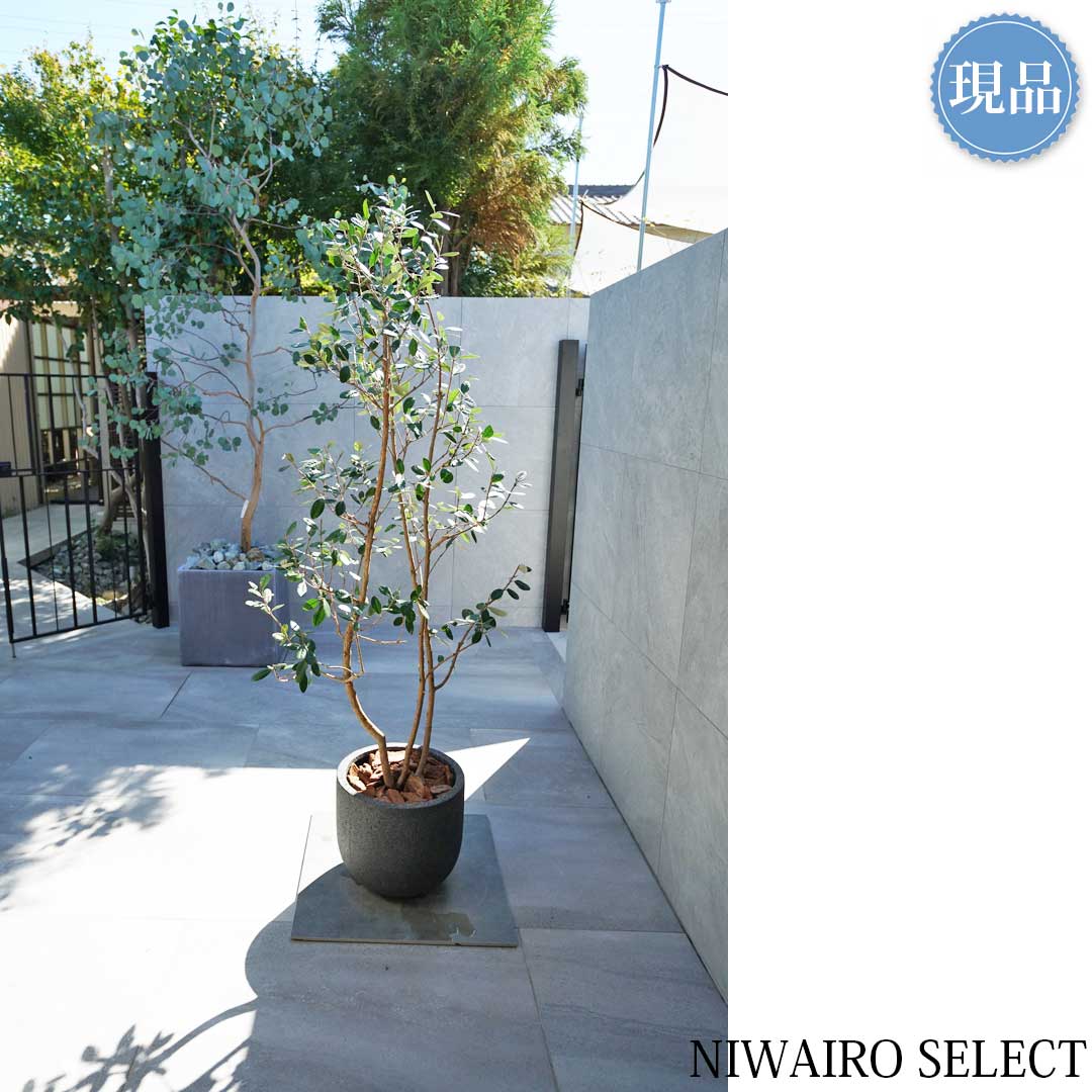 楽天市場】【現品】鉢植え【フェイジョアの木】本株立ち 自然風樹形