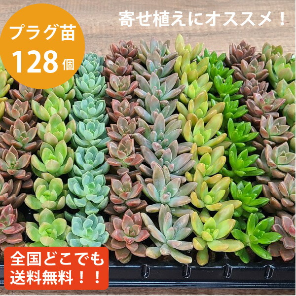 Top【選抜株】多肉植物 23097クィーンHyb 105個 プラグトレー苗 Top