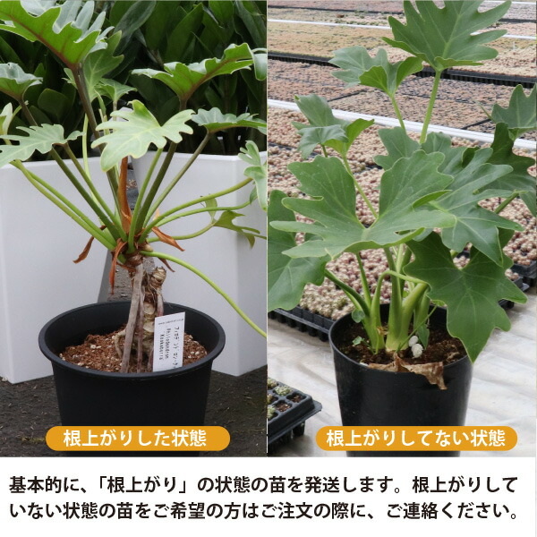 楽天市場】フィロデンドロン クッカバラ 根上がり 6号鉢 1～5個セット