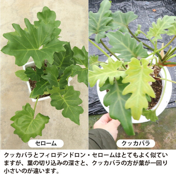 楽天市場】フィロデンドロン クッカバラ 根上がり 6号鉢 1～5個セット