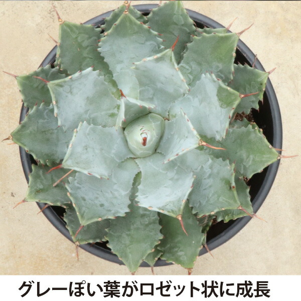楽天市場】アガベ 雷神 12号 36cmポット agave ポタトルム