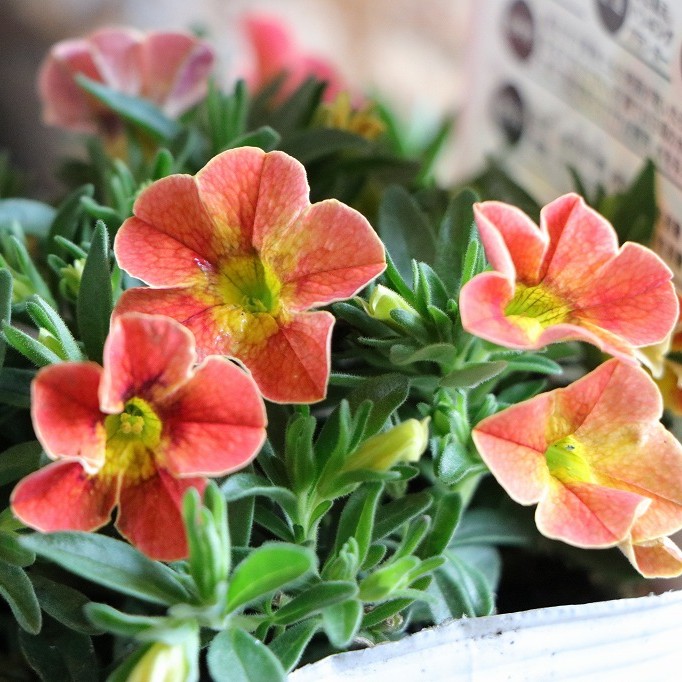 楽天市場】一重咲き カリブラコア サンバ ディーバオレンジ 3.5号