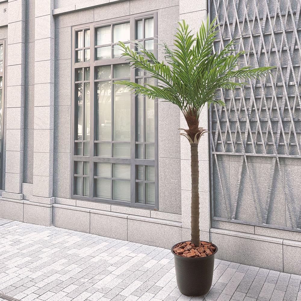 楽天市場】ヤシの木 大型 フェニックス ロベレニー ロベヤシ フェイク