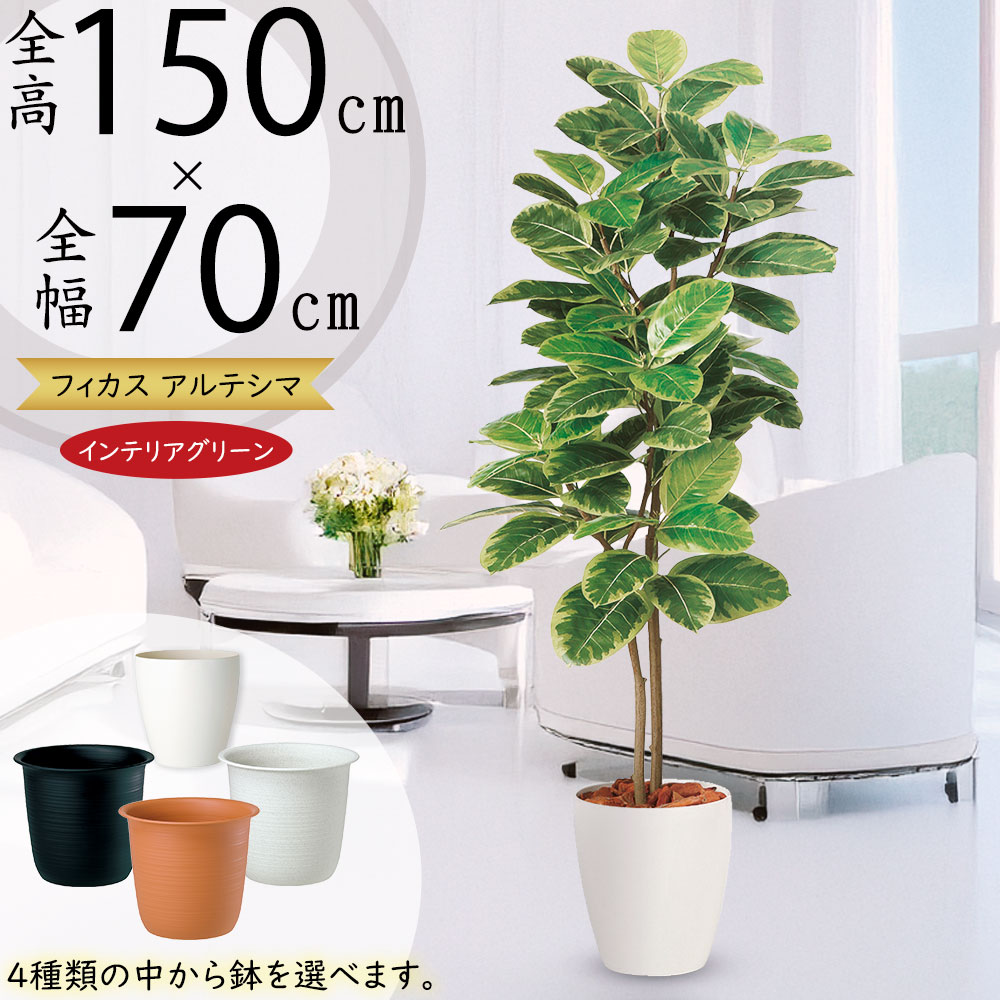 楽天市場】アルテシマ おしゃれ 大型 人気 フェイクグリーン リアル