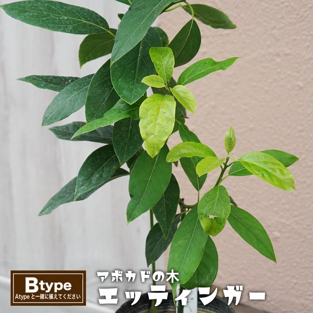 楽天市場】【エッティンガー種】 アボカド Bタイプ 2年生 接木 苗木
