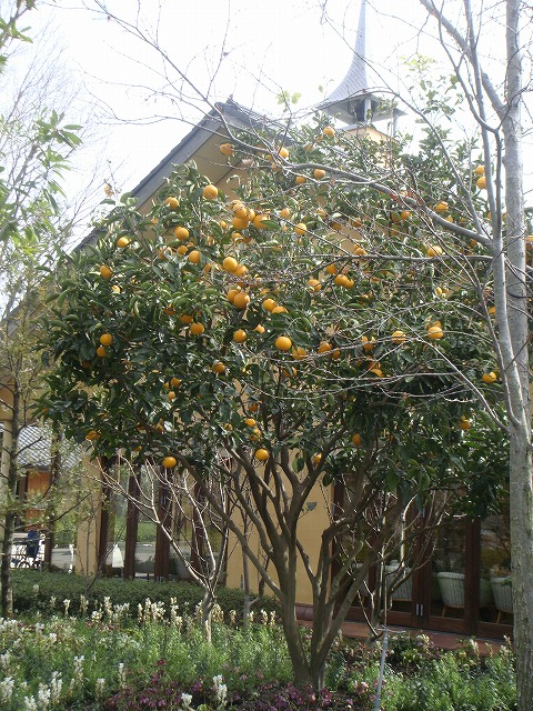 楽天市場】【甘夏】 3年生接木大苗 なつみかん 【産地で剪定済 1.0m苗