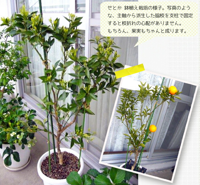 楽天市場】【せとか】 みかん 3年生接木大苗 【産地で剪定済 1.0m苗
