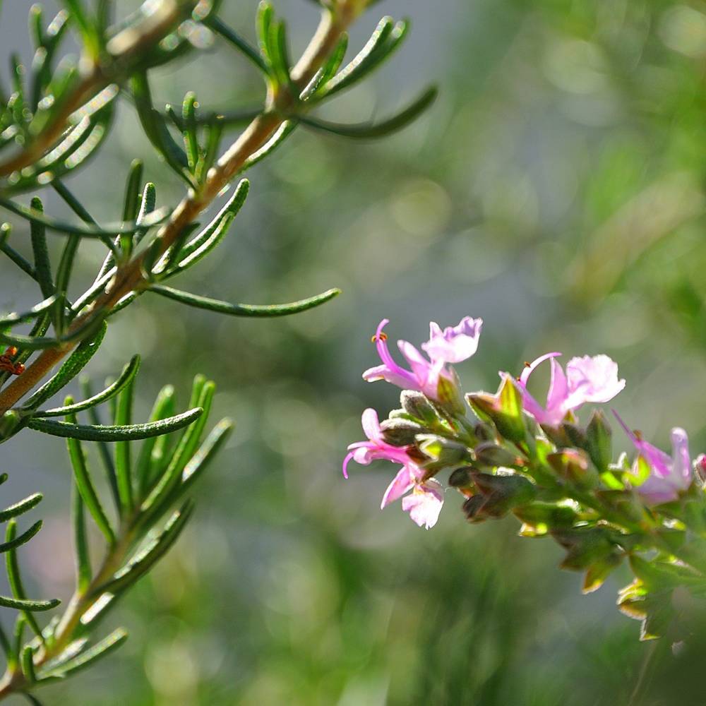 楽天市場】ローズマリー 【マジョルカピンク （立性）】 3号ポット苗