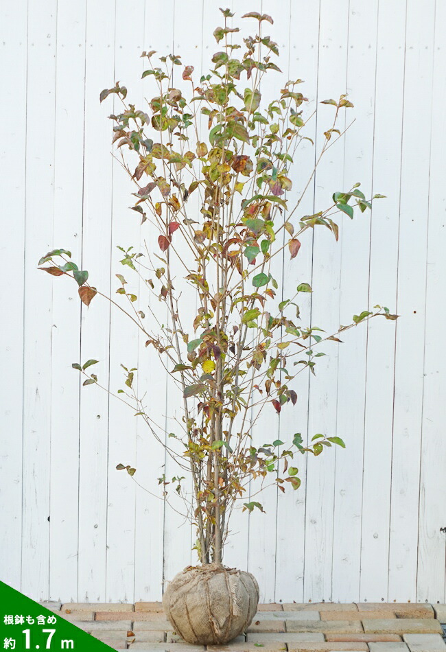 楽天市場】白花 ヤマボウシ 株立ち（寄せ株） 根巻き大苗 大型宅配便