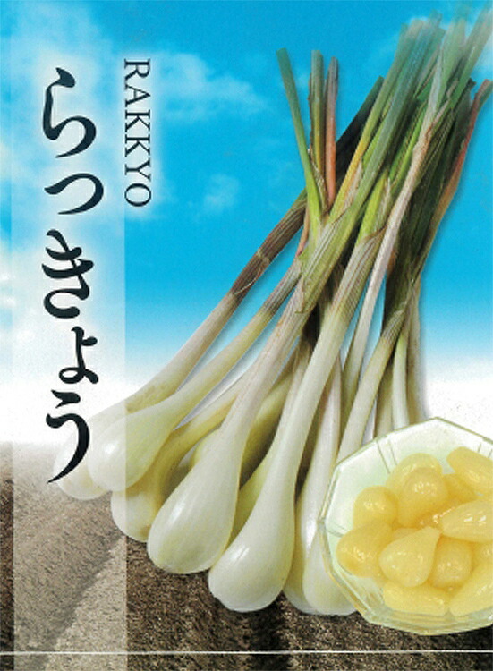 楽天市場】「 ラッキョウ 1kg(茨城県産）種根」種 国産 らっきょう 辣