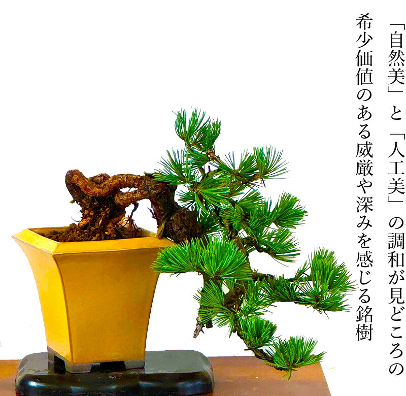 楽天市場】盆栽 松 希少 樹齢15年 吾妻五葉松 宝来 半懸崖 接木 一生