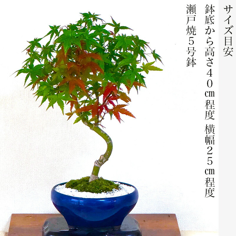 楽天市場】盆栽 もみじ 希少 レア 樹齢10年 曲幹 出猩々もみじ 選べる3