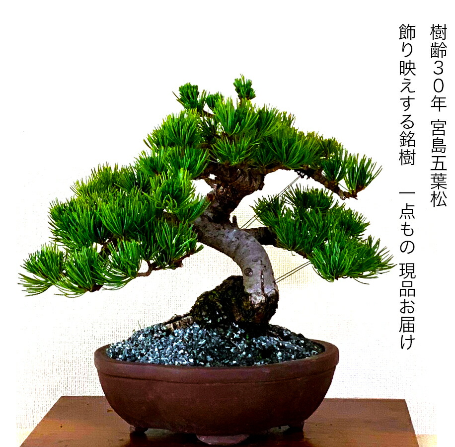 楽天市場】盆栽 松 一点物 現品 樹齢30年 宮島五葉松 初心者の方でも