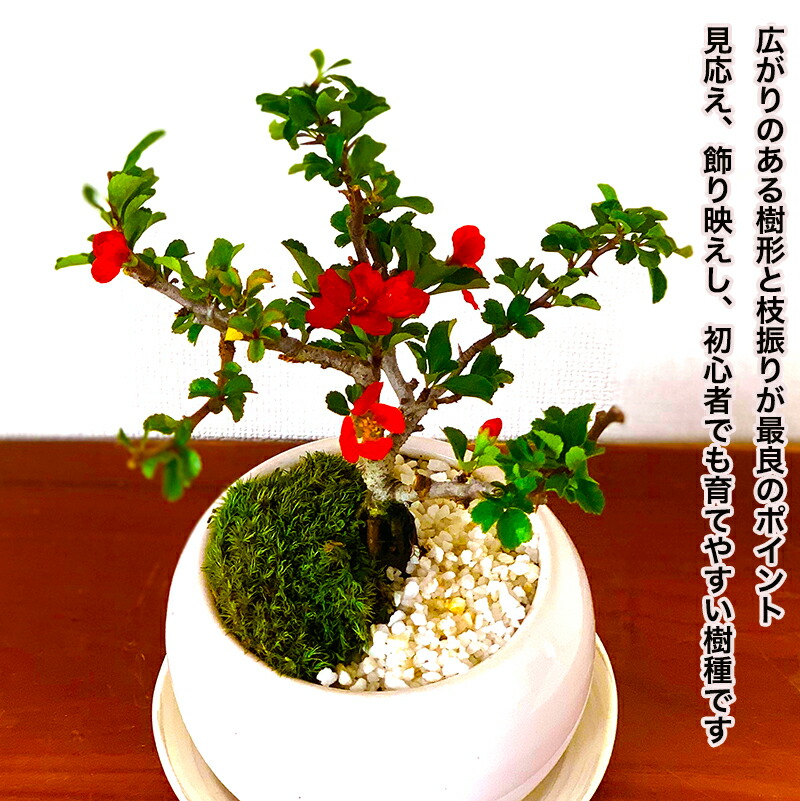 楽天市場】盆栽 梅 長寿梅 全高15センチ前後 四季咲性 健康長寿祈願