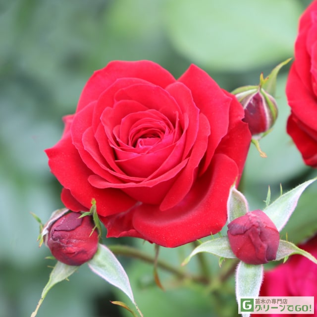 楽天市場】バラ苗 【ニコロ パガニーニ (FL) 中輪 四季咲き】 1年生