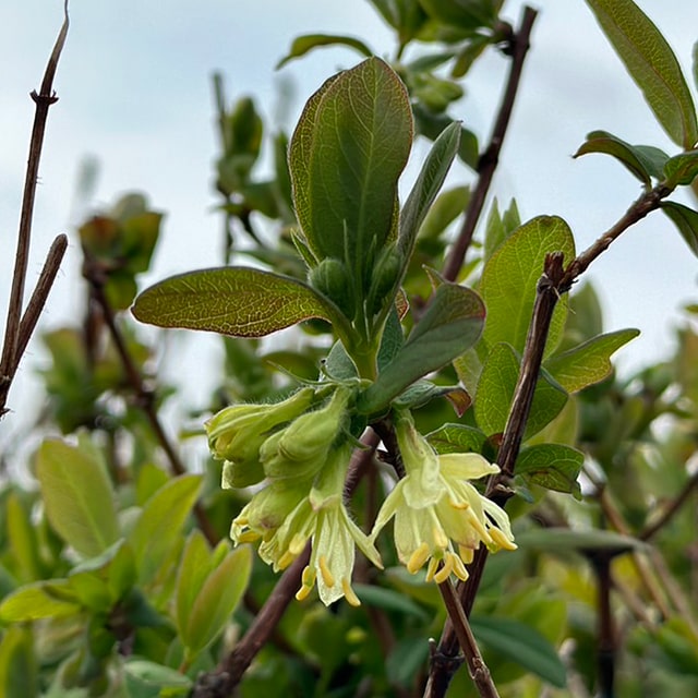 楽天市場】◇送料無料◇ ハスカップ 苗 【 大実ハスカップ 】 ポット苗