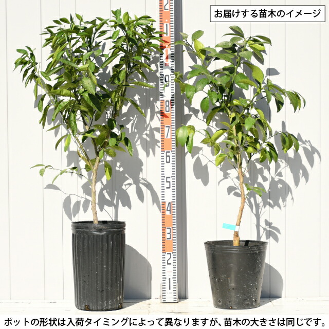 楽天市場】ブラッドオレンジ 苗 【ブラッドオレンジ タロッコ】 3年生