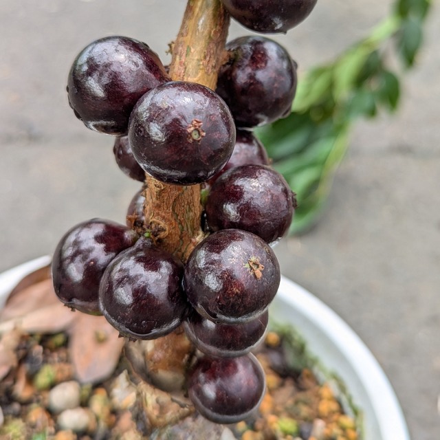 楽天市場】ジャボチカバ 苗 【大葉 四季成り性 ジャボチカバ】 3年生