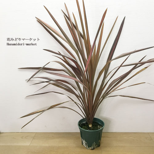 楽天市場】コルジリネ オーストラリス コーヒークラシック 5号ポット苗