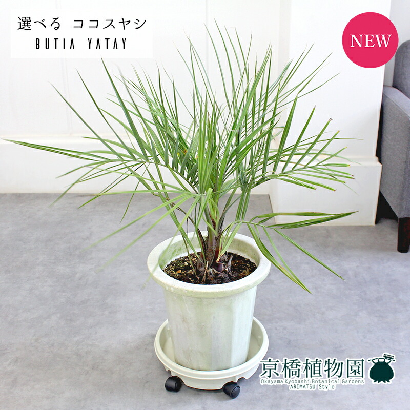 楽天市場】【現品】ココスヤシ 10号 白鉢【選べる観葉植物】【観葉植物
