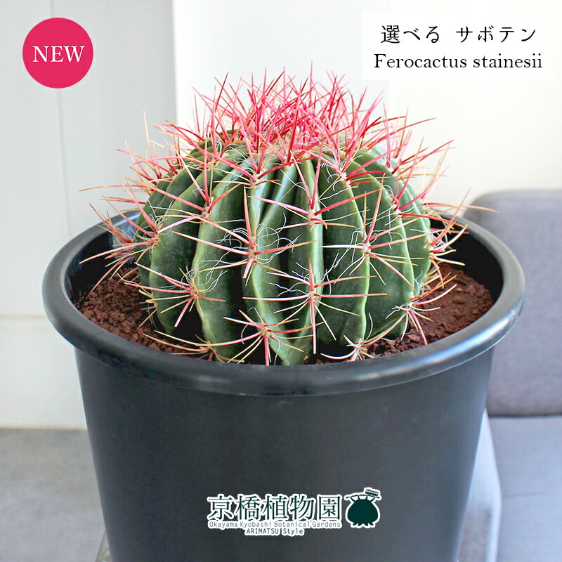 楽天市場】【25日はP5倍！】【現品】サボテン 赤鳳（セキホウ） 8号 黒