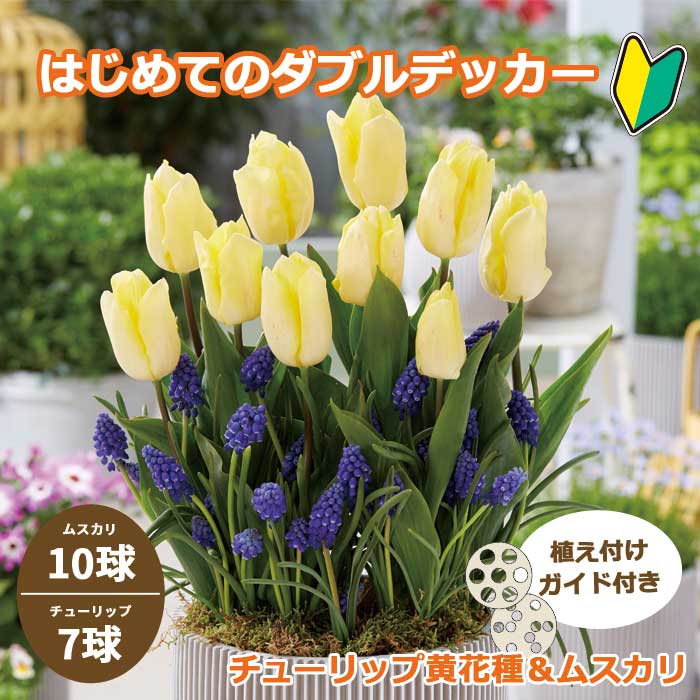 楽天市場】はじめてのダブルデッカー チューリップ 【 イエロー