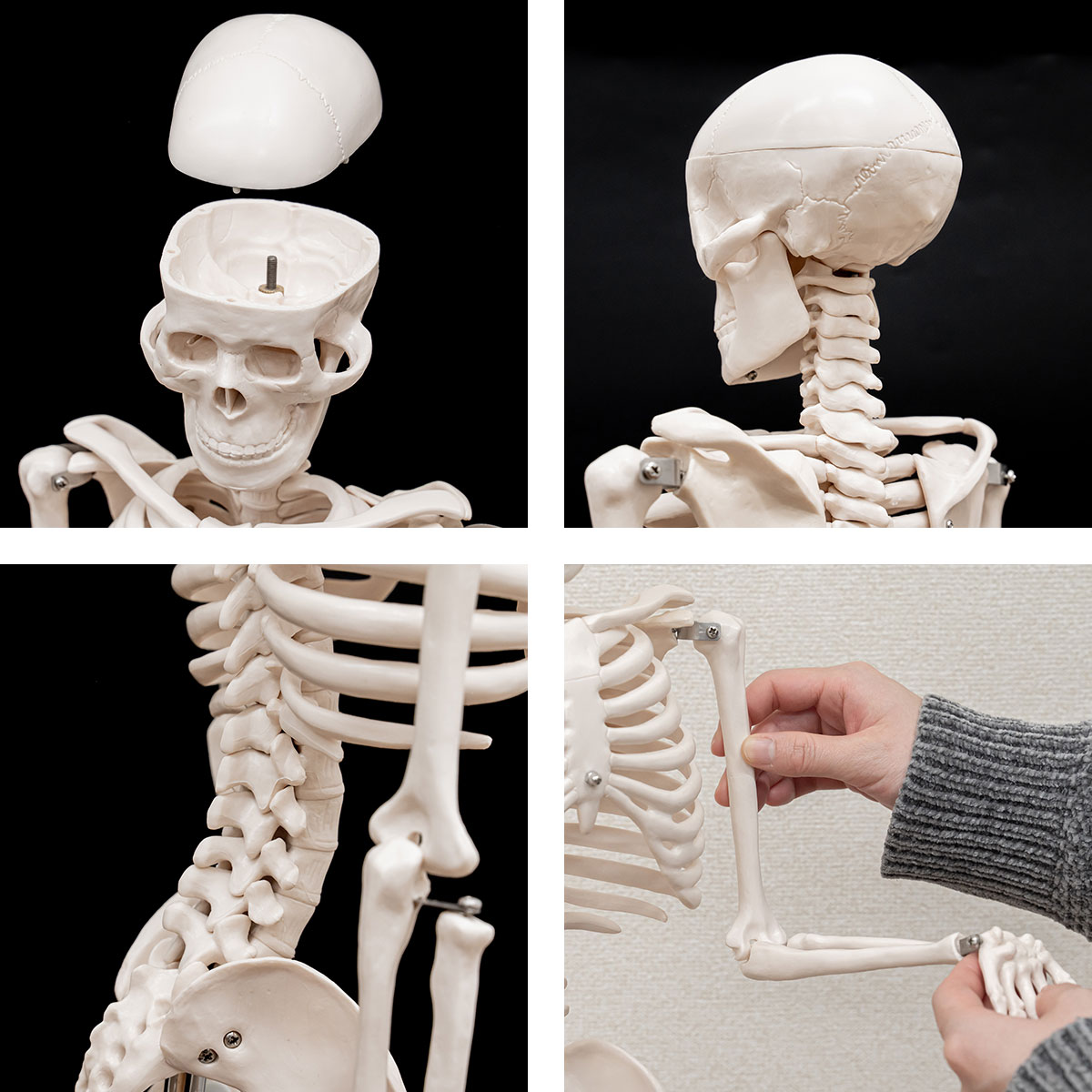 楽天市場】人体模型 骨格模型 骨 約85cm 1/2モデル 展示スタンド付き