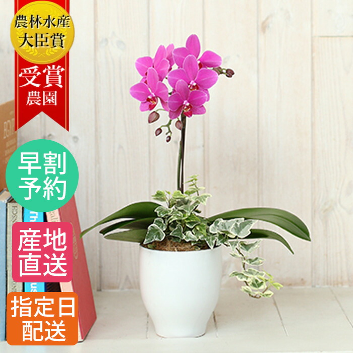 楽天市場】ミディ 胡蝶蘭 観葉寄せ 1本立 陶器 鉢 4.5号 ピンク / 花鉢