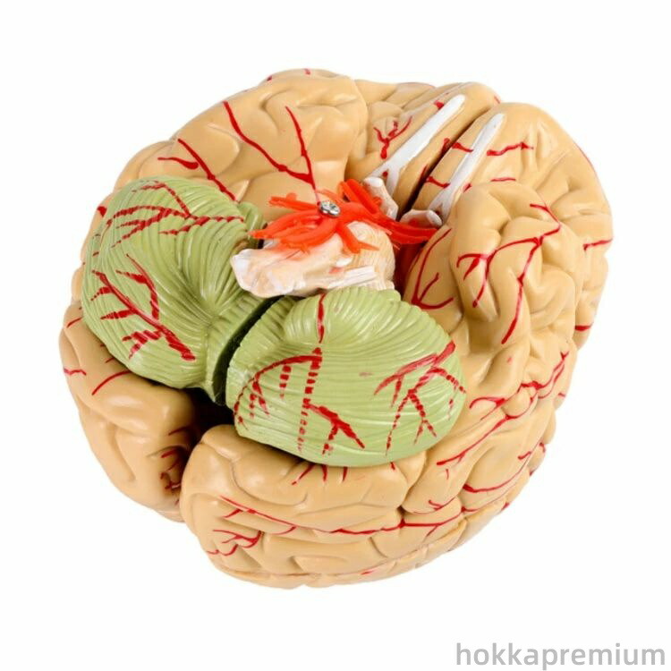 楽天市場】【送料無料】頭蓋骨モデル 学習用 高性能 医学教材 全8