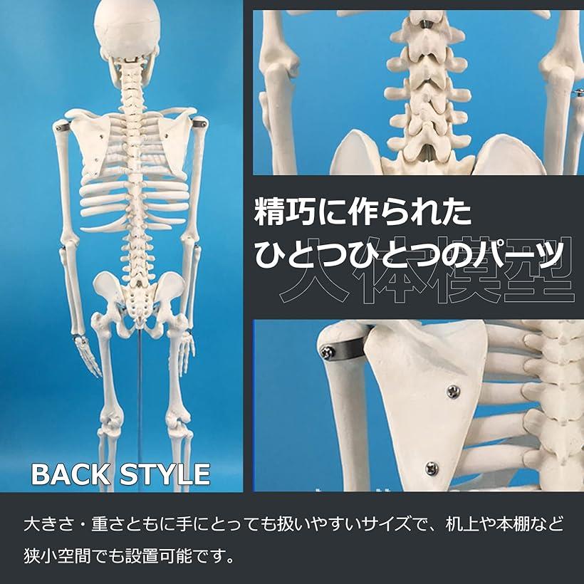 楽天市場】人体模型 骨格標本 全身 直立型 関節可動 骸骨 教材