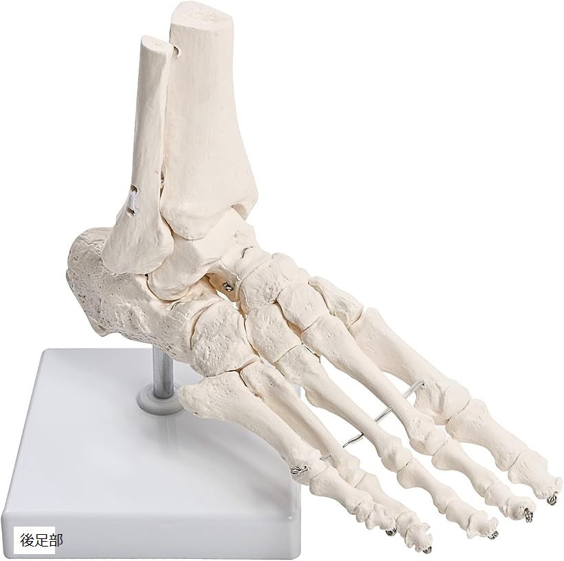 楽天市場】【楽天ランキング1位入賞】足関節と距骨下関節を伸縮コード