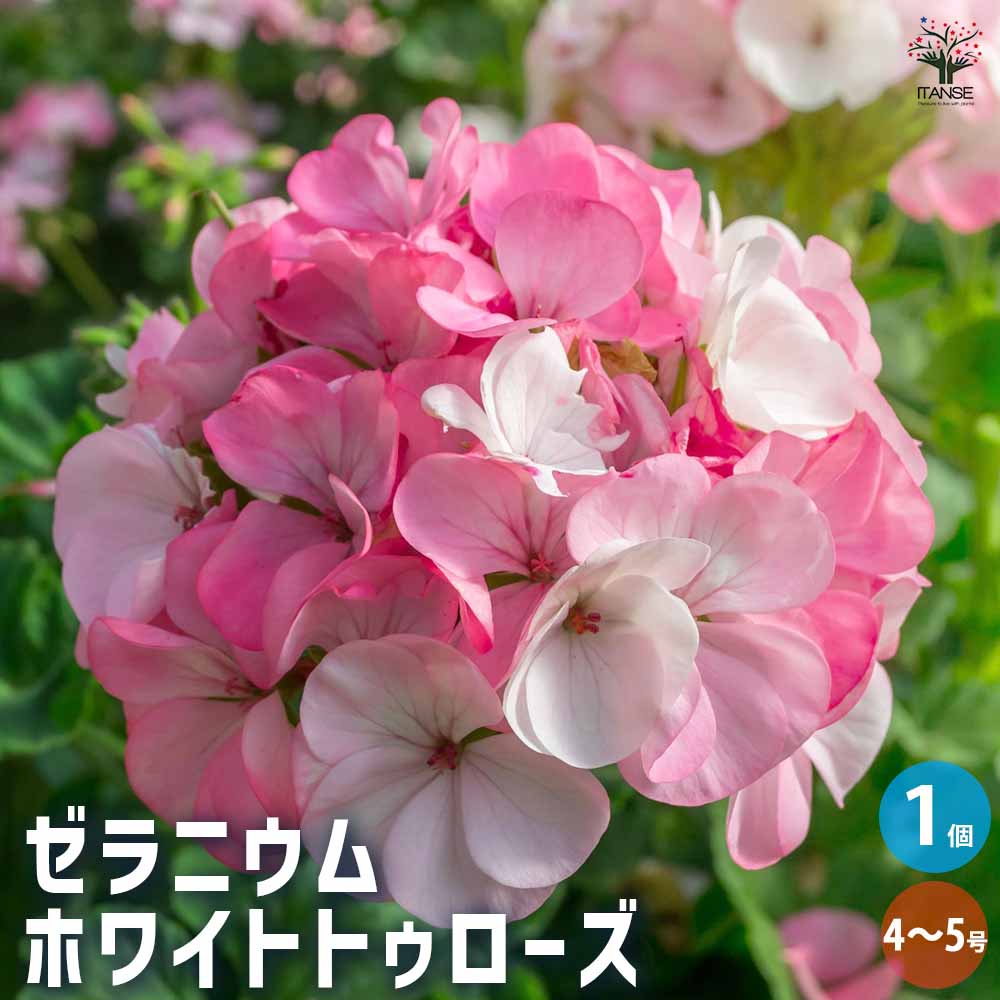 ゼラニウム 苗 5号」の人気商品一覧 | 安い商品を通販サイトから探す