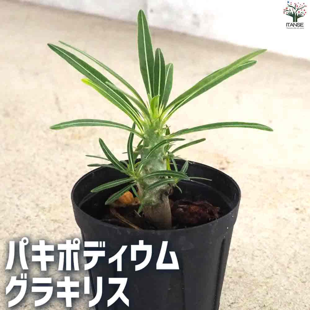 塊根植物 グラキリス」の人気商品一覧 | 安い商品を通販サイトから探す
