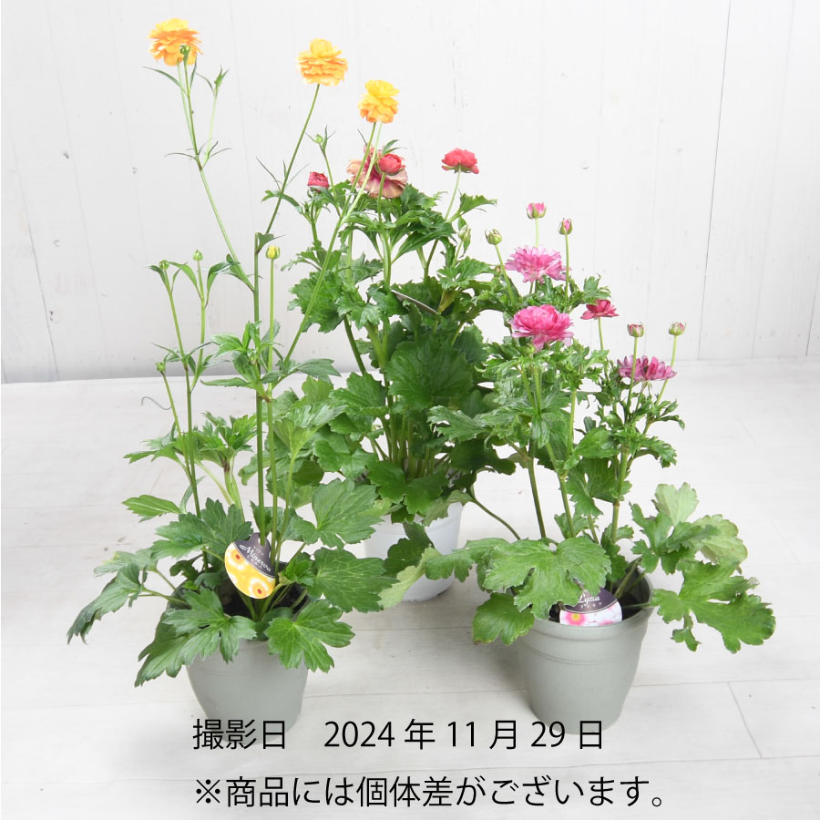 希少品種ラナンキュラスラックス ポスポロス 鉢花5号 55cm 現物発送