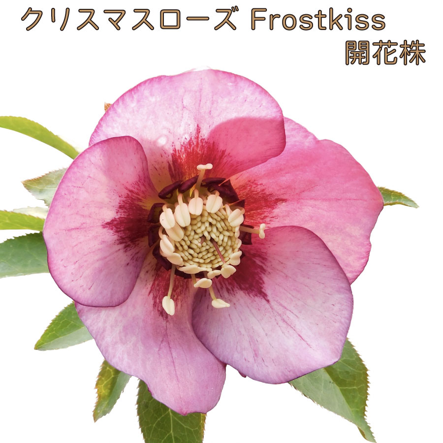 楽天市場】クリスマスローズ Frost kiss 開花株 5号鉢 【現品販売