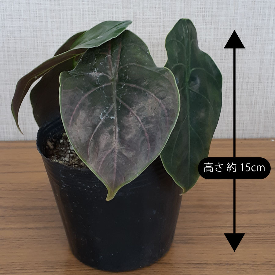 楽天市場】アロカシア アズラニー 観葉植物 珍しい品種 希少 3.5号