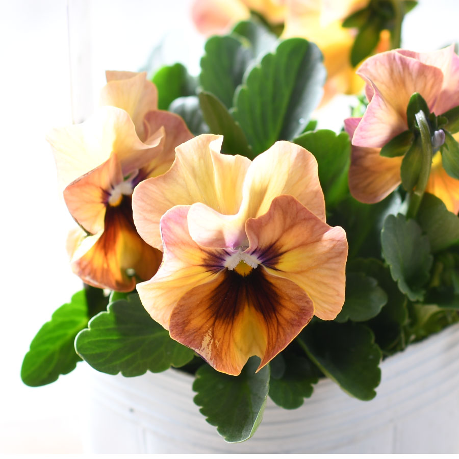 楽天市場】【セール品！】 桂楓園さん パンジー マジックアワー 【花色