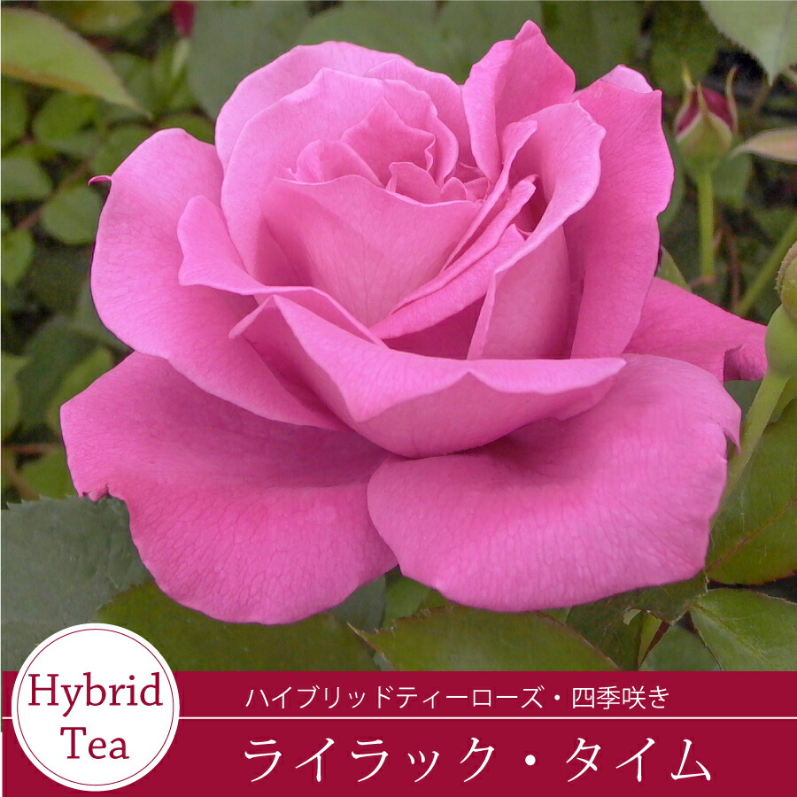 楽天市場】バラ苗 ライラックタイム ハイブリッドティー ローズ 紫系 2