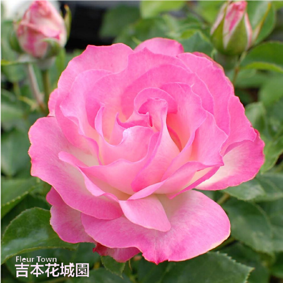 楽天市場】バラ苗 ストロベリーアイス フロリバンダ ローズ ピンク系 2