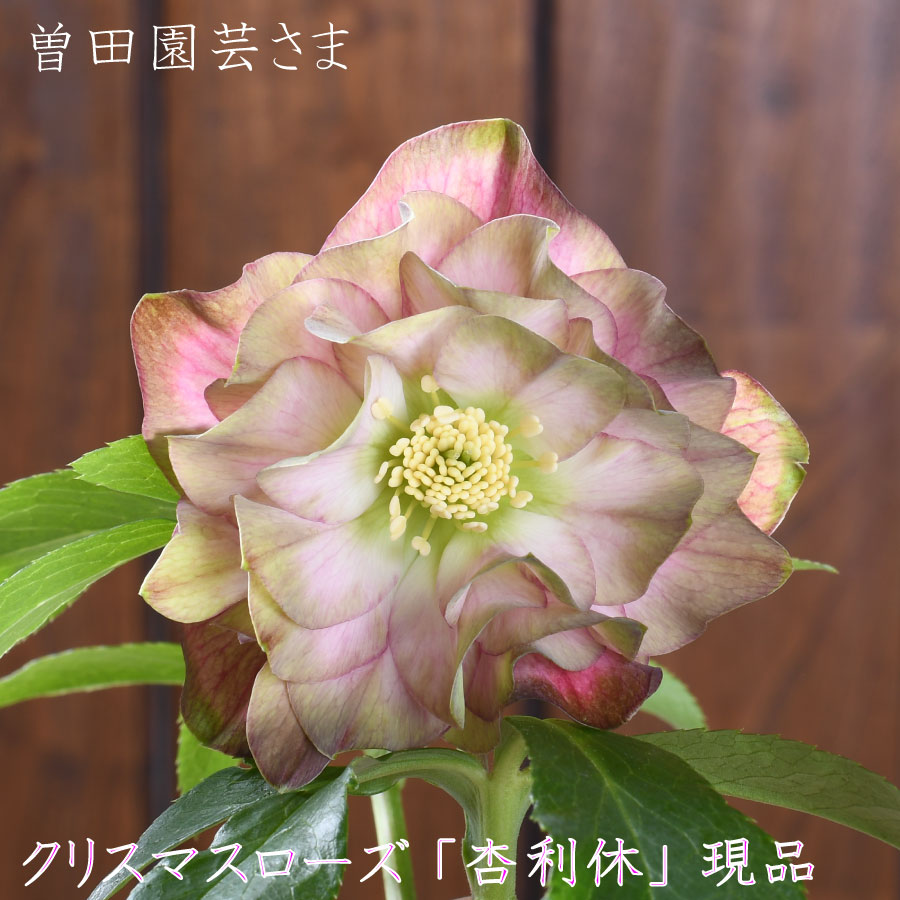 楽天市場 | Fleur Town 吉本花城園 - 曽田園芸さんの希少クリスマス