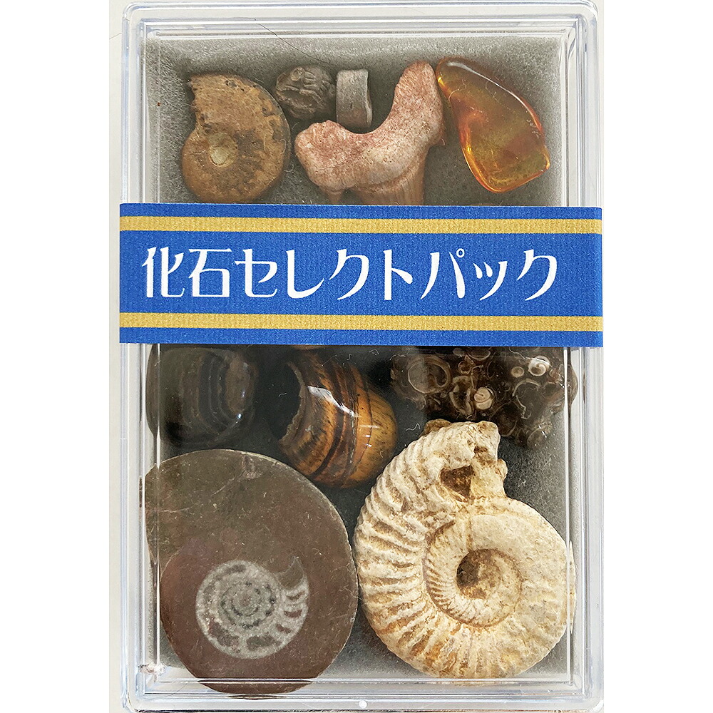 楽天市場】化石 アンモナイト サメの歯 先カンブリアから新生代の化石
