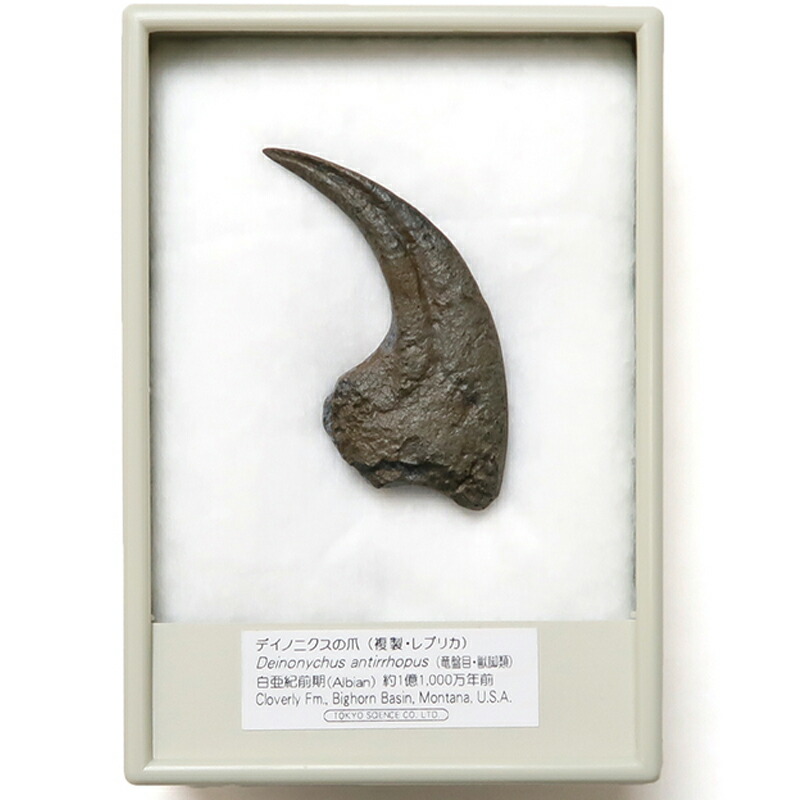 楽天市場】デイノニクスの爪 化石レプリカ 複製 : キッズマーケット