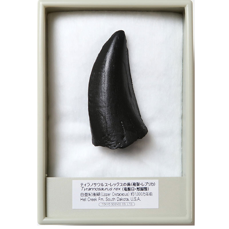 楽天市場】ティラノサウルス レックスの歯 化石レプリカ 複製 : キッズ